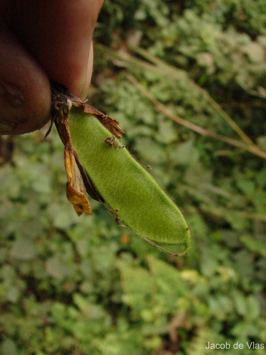 Dunbaria ferruginea Wight & Arn.